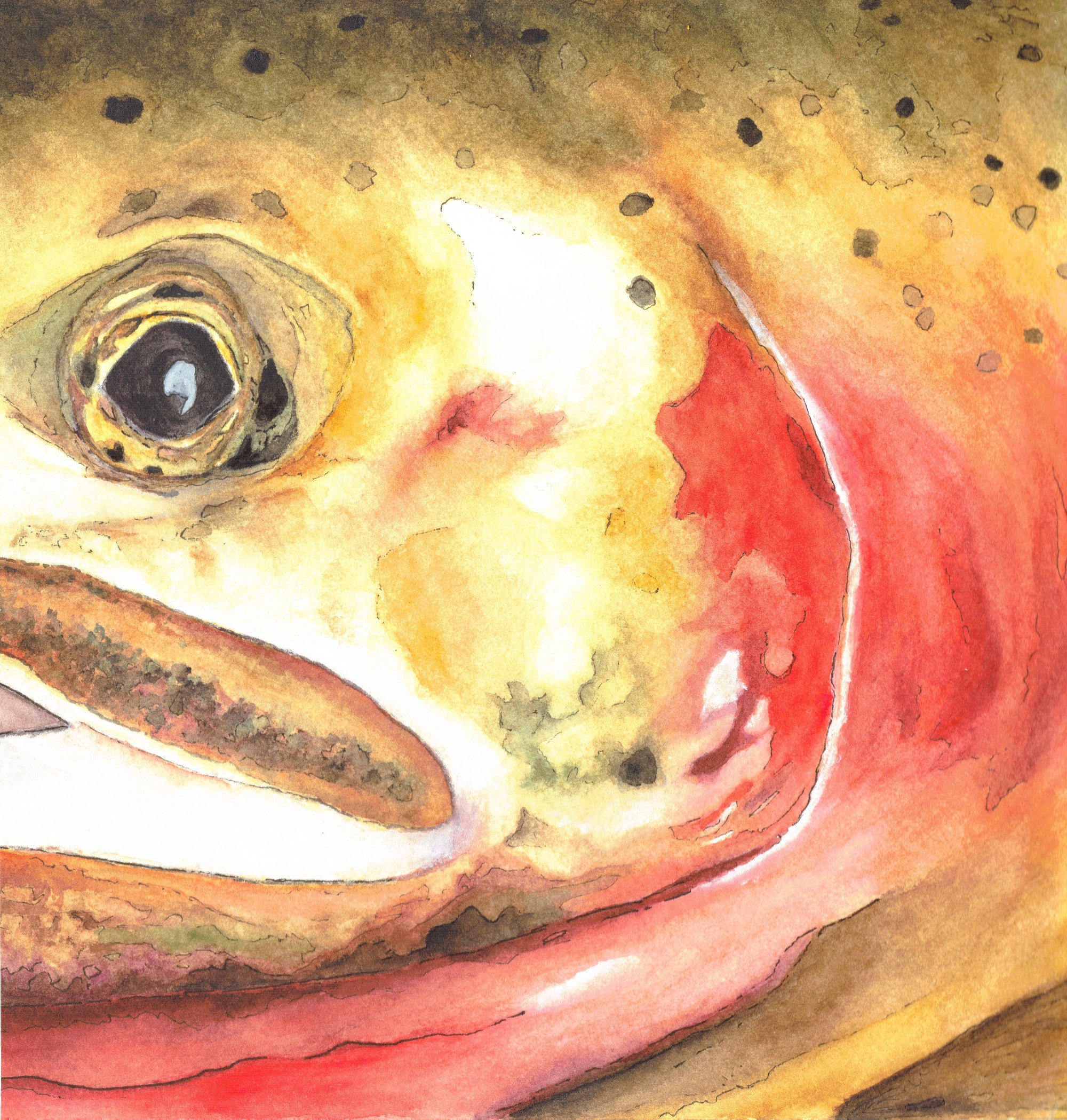 "South Fork Native” – Cutthroat Trout Watercolor & Ink Print (8” x 8”)
