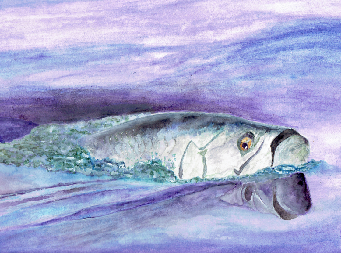 "Silver Wake” – Tarpon Watercolor Print