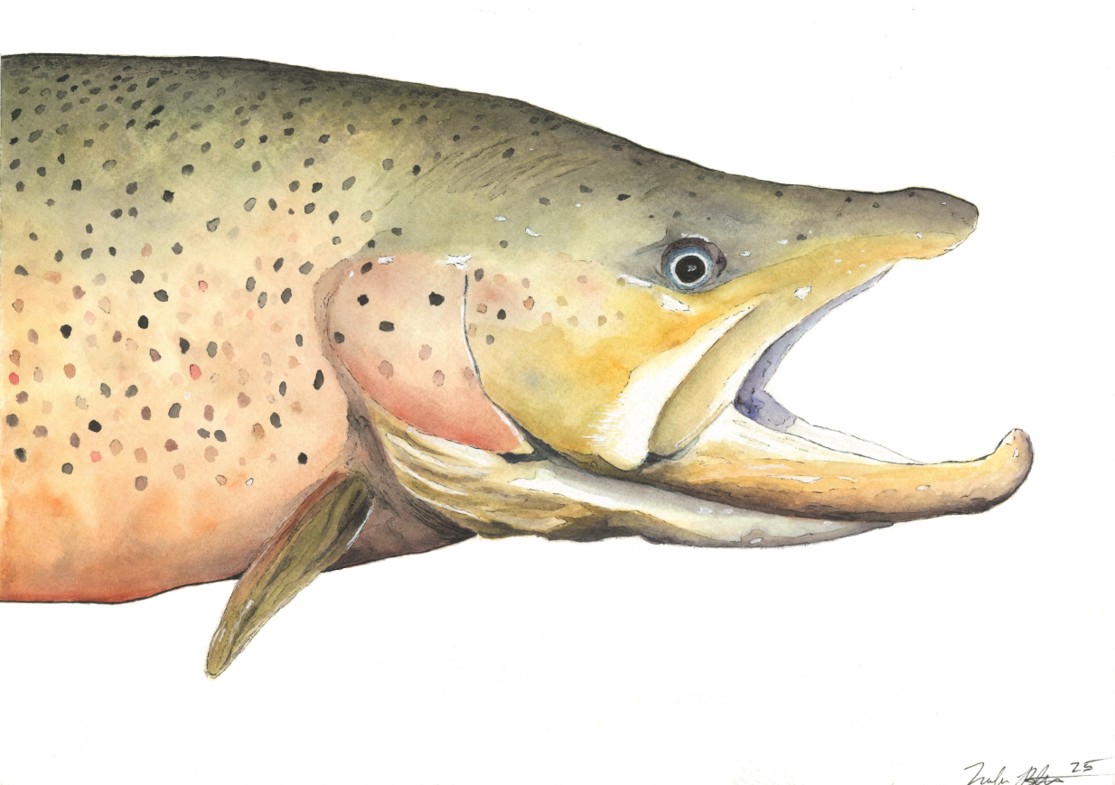 The Swan Valley Monster – Brown Trout Watercolor & Pen Art Print (14×11)